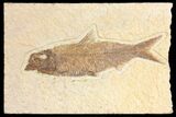 Fossil Fish (Knightia) - Wyoming #136777-1